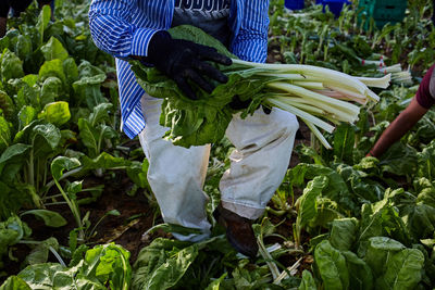 Unrecognizable crop male worker in gloves collecting fresh ripe lettuce on plantation on agricultural farm in summer