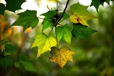 Close-up of maple leaves on branch