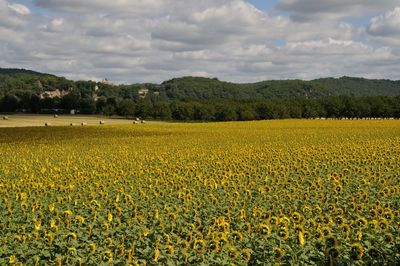 Scenic view of field against cloudy sky