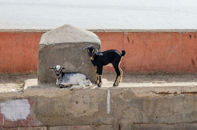 Two young goats against wall at sea