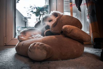 View of dog relaxing at home