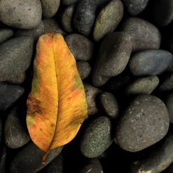 Full frame shot of green leaves