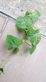 High angle view of wet leaves on plant against wall