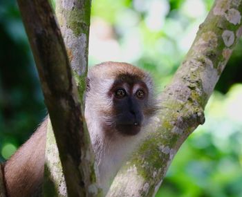 Portrait of monkey on tree trunk in forest