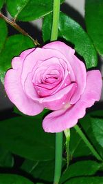 Close-up of pink rose blooming outdoors