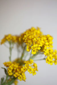 Close-up of yellow flowering plant against white background