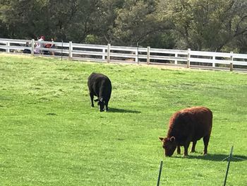 Horse grazing on field