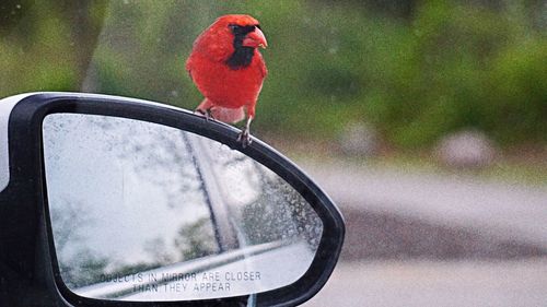 Close-up of bird perching on side-view mirror