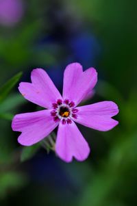 Close-up of pink flower