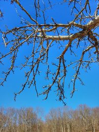 Low angle view of flower tree against clear sky