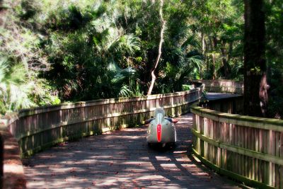 Narrow footbridge along trees