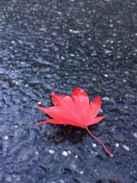 High angle view of red leaf on water