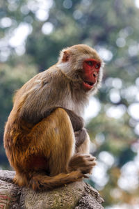 Monkey sitting carved rocks