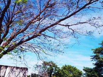 Low angle view of cherry blossoms against sky