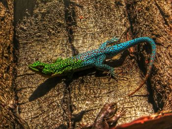 High angle view of lizard on rock