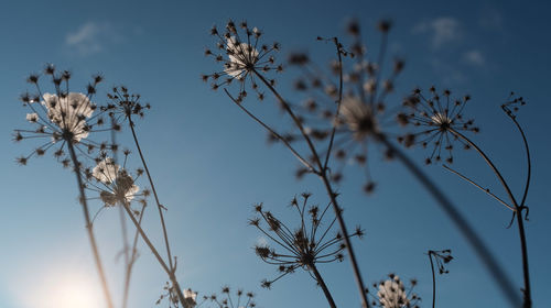 Low angle view of flowering plants against blue sky