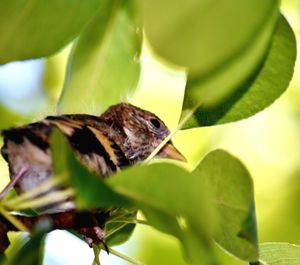 Close-up of butterfly on leaf