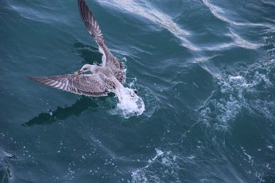 Fish swimming in sea