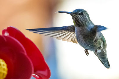 Close-up of bird flying