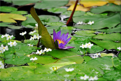 Close-up of water lily in lake