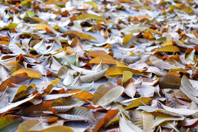 Full frame shot of dried autumn leaves on field