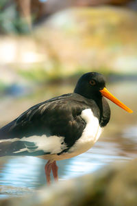 Close-up of bird