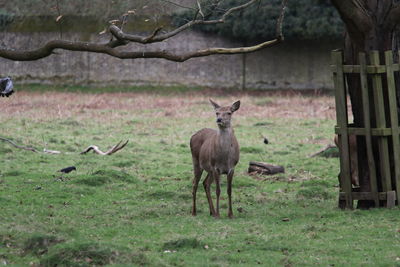 Deer standing on field