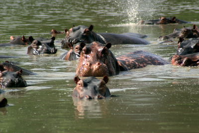 Cat in water