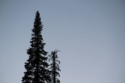 Low angle view of tree against clear sky
