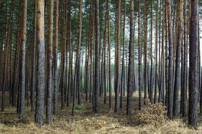 Trees in forest