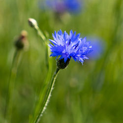 Close-up of bee on purple flowering plant