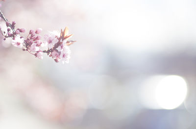 Close-up of pink cherry blossom