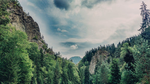 Pine trees in forest against sky