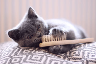 Close-up of a cat lying on bed at home