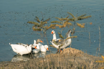 Birds swimming in lake