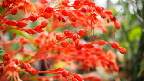 Close-up of red flowering plant