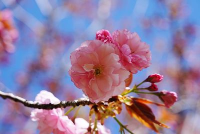 Close-up of pink cherry blossoms