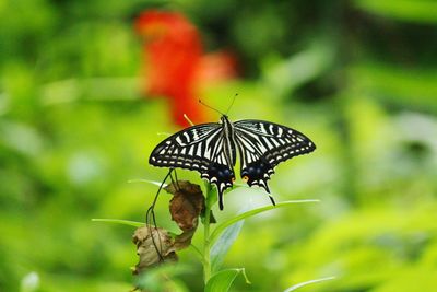 Close-up of butterfly on flower