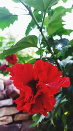 Close-up of red flowers blooming outdoors