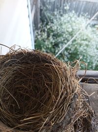 High angle view of bird nest on grass