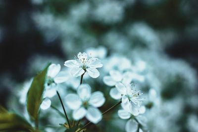 Close-up of white flowering plant