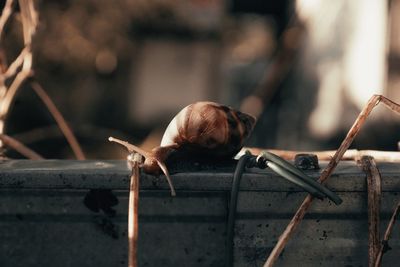 Close-up of snail