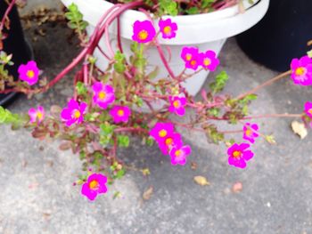 Close-up of pink flowers