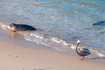 View of seagull on beach