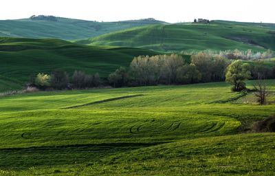 Scenic view of agricultural field