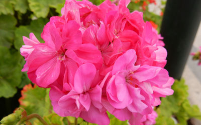 Close-up of pink flowers blooming outdoors