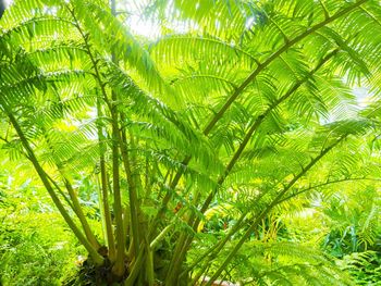 Low angle view of trees in the forest