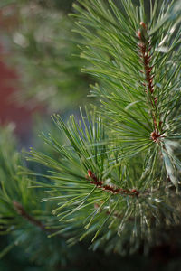 Close-up of pine tree