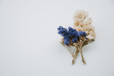 Close-up of wilted plant against white background