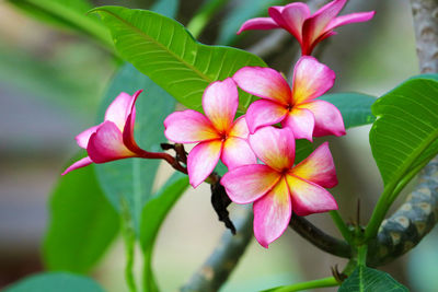 Close-up of pink flowering plant